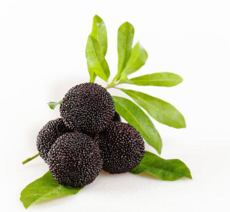 杨梅南方种植仙居应氏正宗品质碳黑黑晶荸荠果树