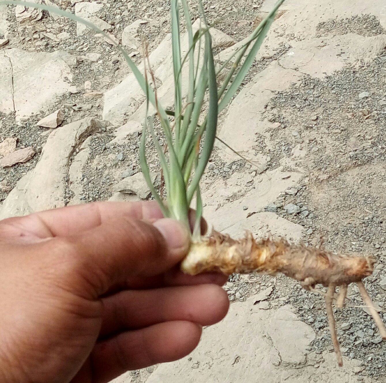 中草药材山西省统个野生知母毛知母肉连母水须穿地龙特价一斤包邮