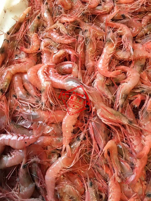 舟山东海新鲜鲜活红虾野生海虾好评好店