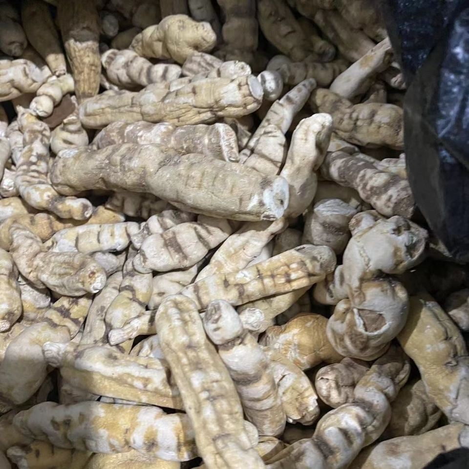 龙鞭参 阳鞭参 云南苗家腾冲特产野生中草药泡酒料