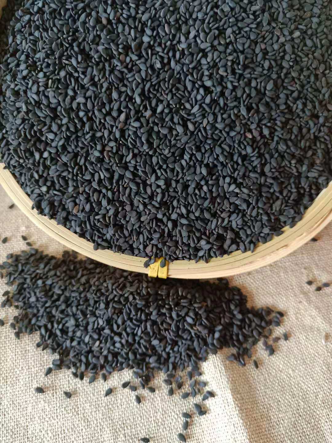 包邮新籽补钙接骨食用组合芝麻菜籽东北生菜家庭园艺种子