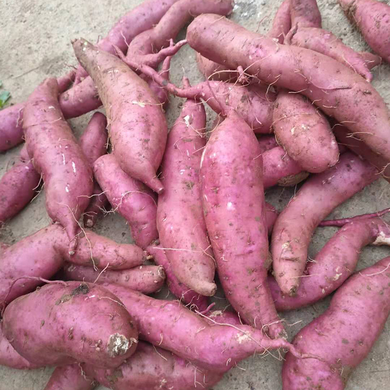 白心红薯板栗薯干面甜品种河南唐河特产农家番薯