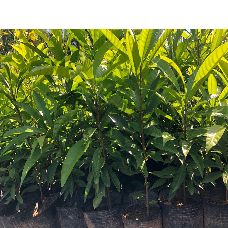 果树蛋黄树苗正宗鸡蛋鸡蛋果名贵仙桃水果果苗果树