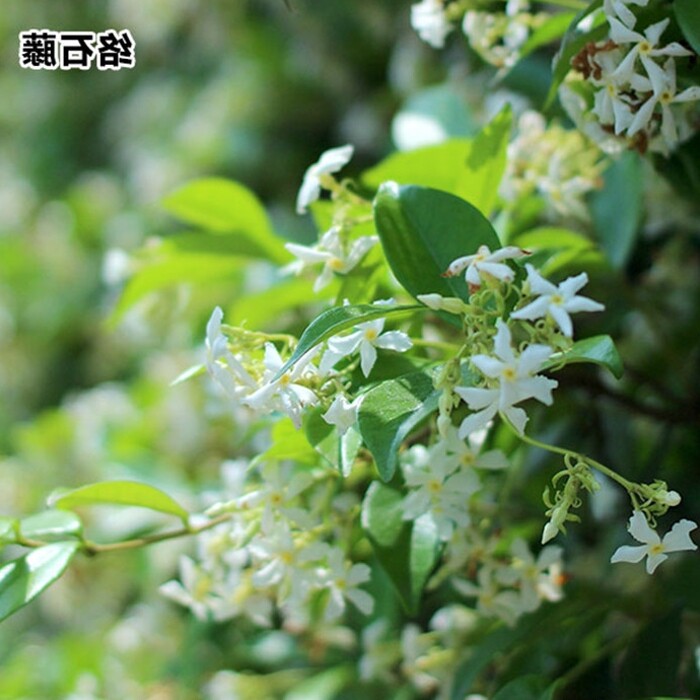 四季不落叶爬藤植物络石藤大苗攀爬盆栽金银丝风车茉莉花苗浓芳香