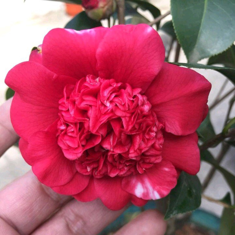 花佛鼎茶花苗客厅庭院绿植花卉栽佛茶花鹤鼎时令草本花卉