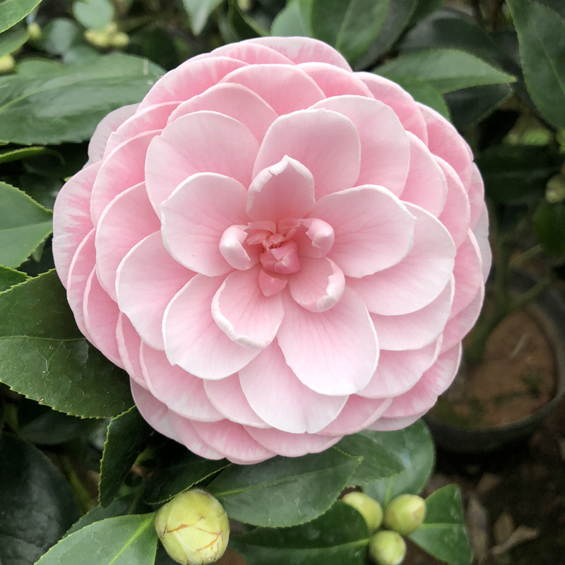 茶花名贵树苗粉丹盆栽阳台庭院绿植花卉粉色时令草本花卉