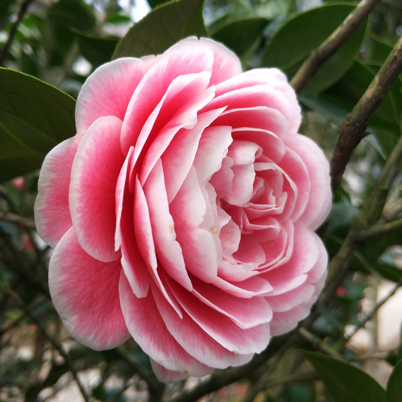茶花鸳鸯鸳鸯凤凤冠盆栽一树多色稀有名贵花卉时令草本花卉