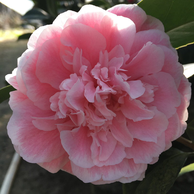 茶花名贵树苗粉丹盆栽阳台庭院绿植花卉粉色时令草本花卉