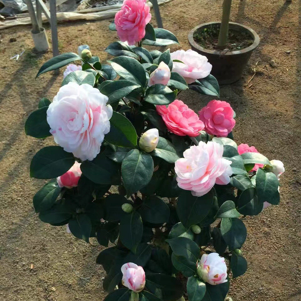 茶花进口乔伊盆栽一树多色名贵花卉树苗阳台时令草本花卉