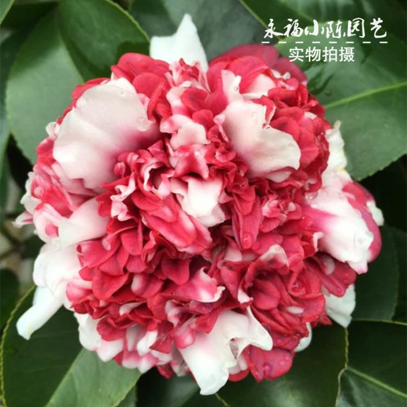 花佛鼎茶花苗客厅庭院绿植花卉栽佛茶花鹤鼎时令草本花卉