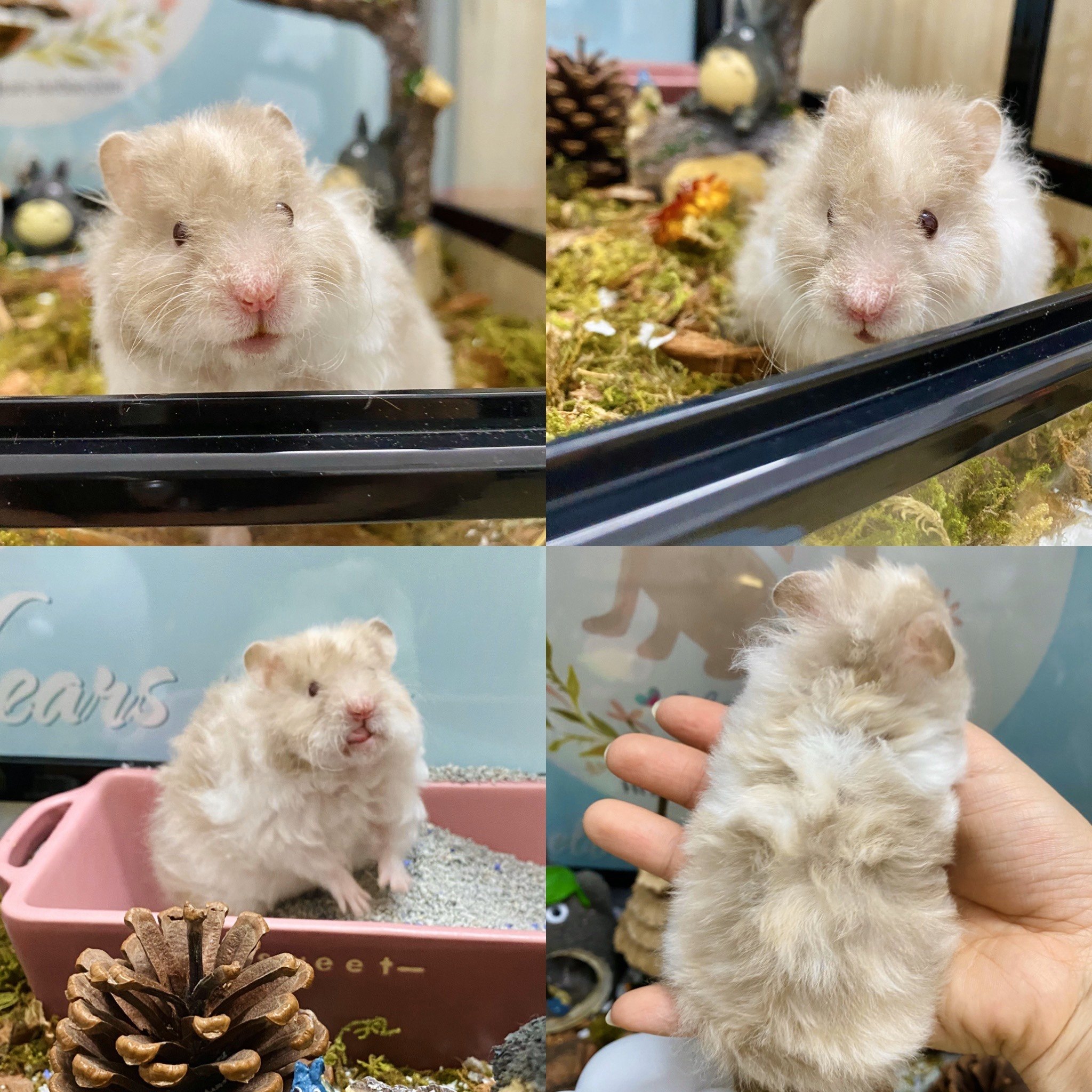 卷毛躲猫猫家养金丝熊波利熊黄面纹蜜眼线纯银银熊玩具