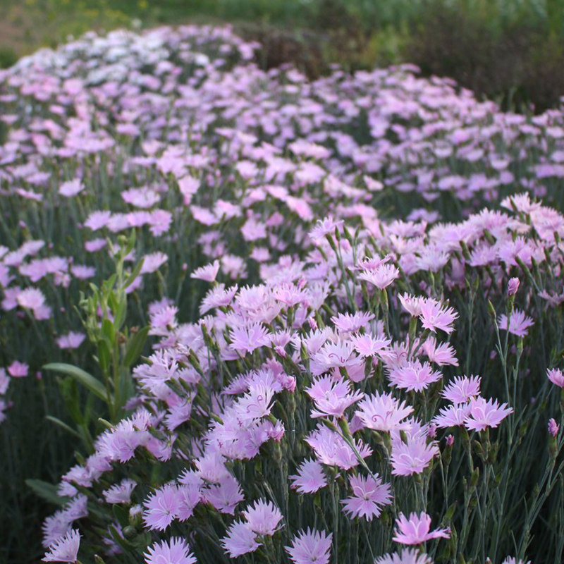 石竹蓝灰盆栽多年生常绿植物庭院花卉耐寒耐热花镜绿植