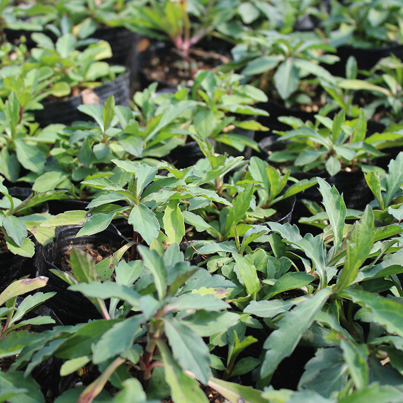 马兰野菜露天生长头蔬菜苗农家红梗菜种种苗绿植