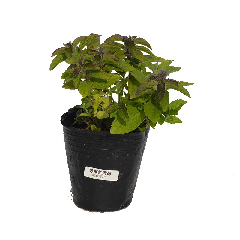 苏格兰薄荷盆栽食用香草西餐入菜料理烧烤泡茶绿植