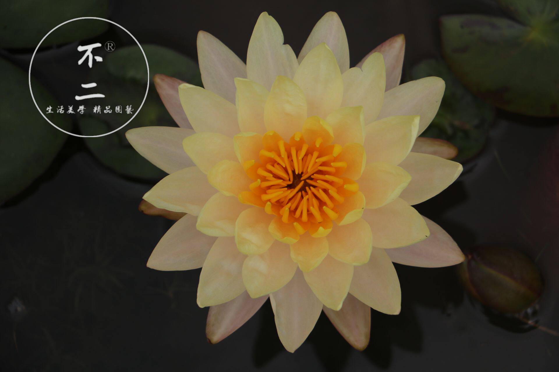 不二花园乌汶manglaiaubol睡莲水生花卉开花时令草本花卉