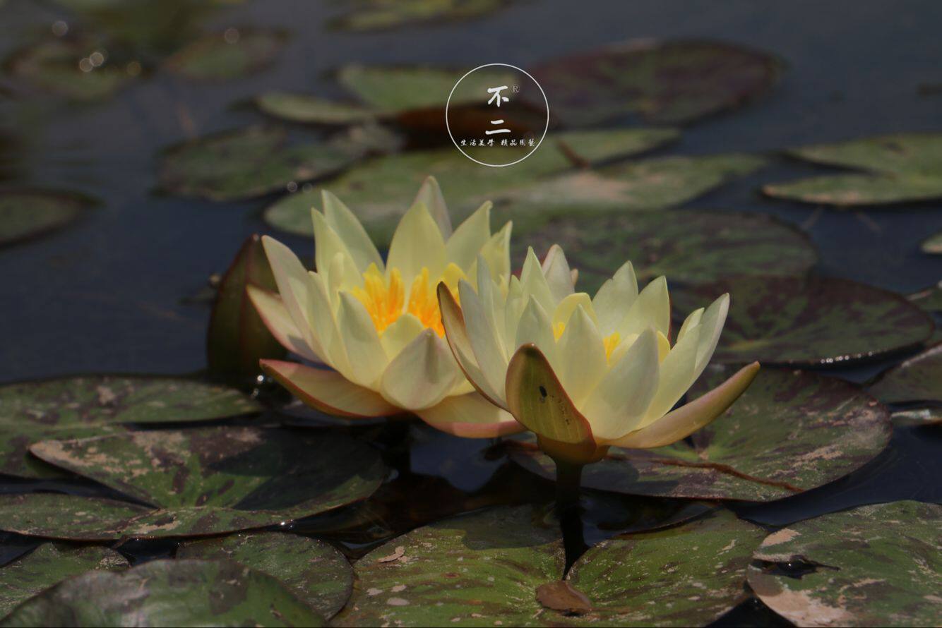 不二花园小海海尔芙拉微型睡莲丰花包活包开花时令草本花卉