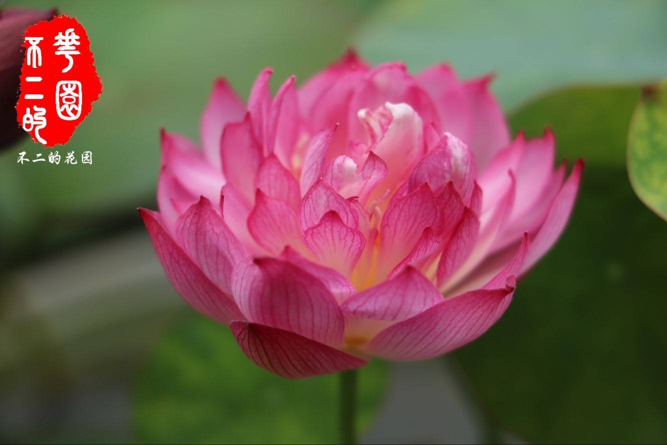 不二花园红裙极微微型碗莲极丰包活包开花时令草本花卉