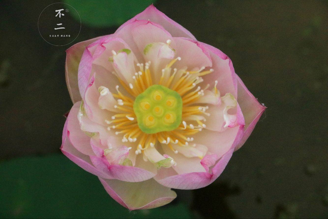 不二花园稚雀微型碗莲极丰花包活包开花时令草本花卉