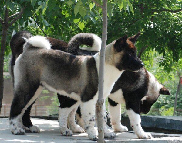 纯种美系秋田犬幼犬狗狗大型犬公都有忠犬八公狗狗