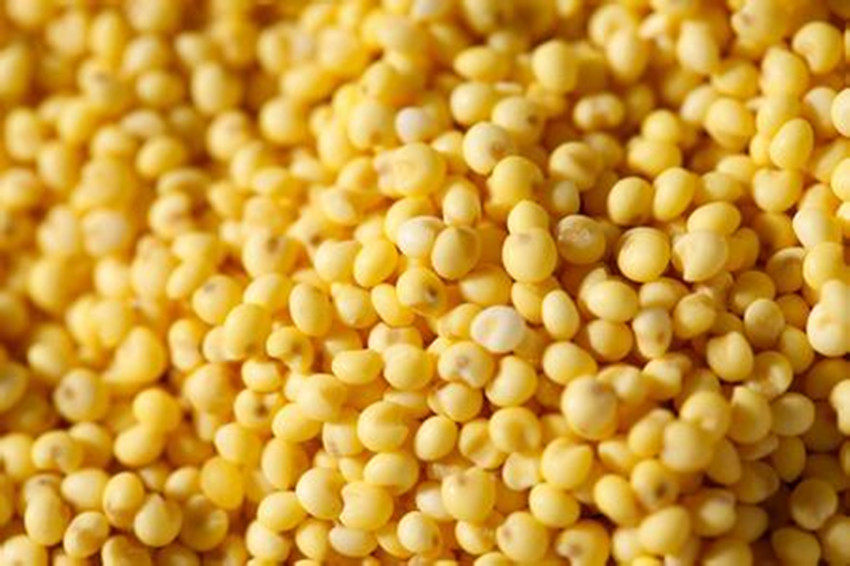 东北杂粮农家自种大黄米黍米黄糯米小米