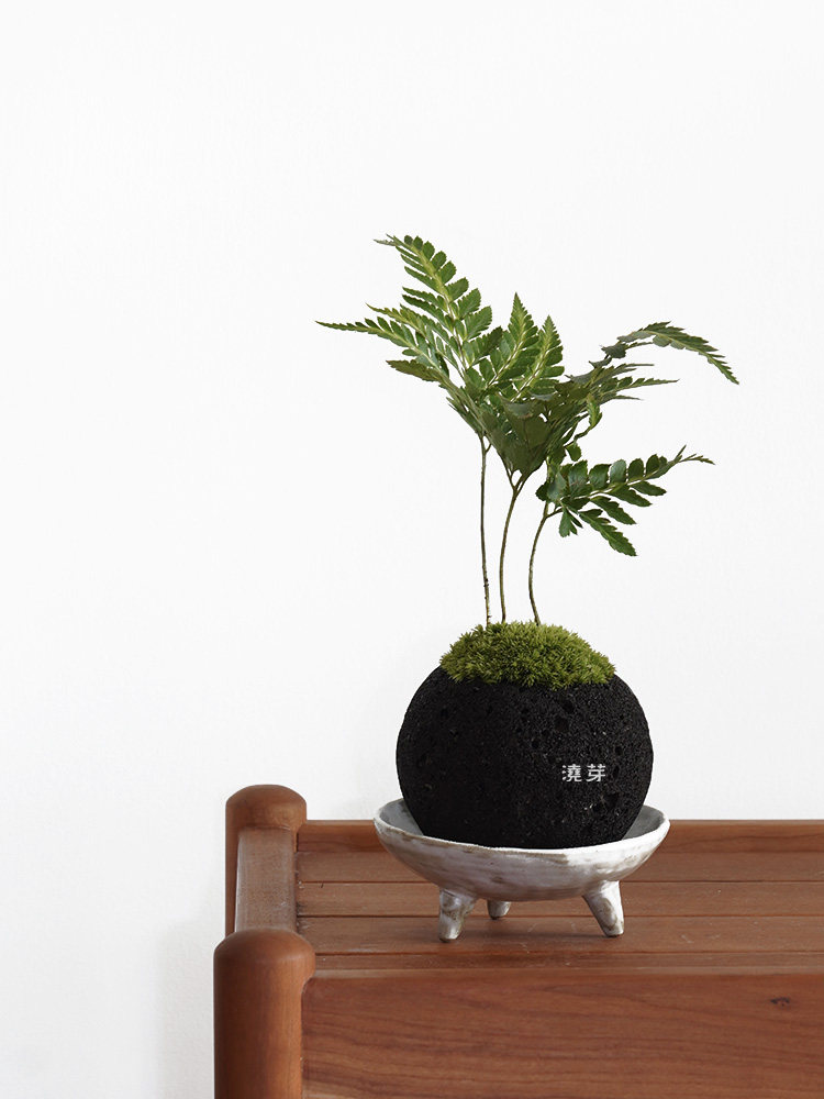 浇芽案头创意绿植苔藓盆景办公茶室日式盆栽绿植