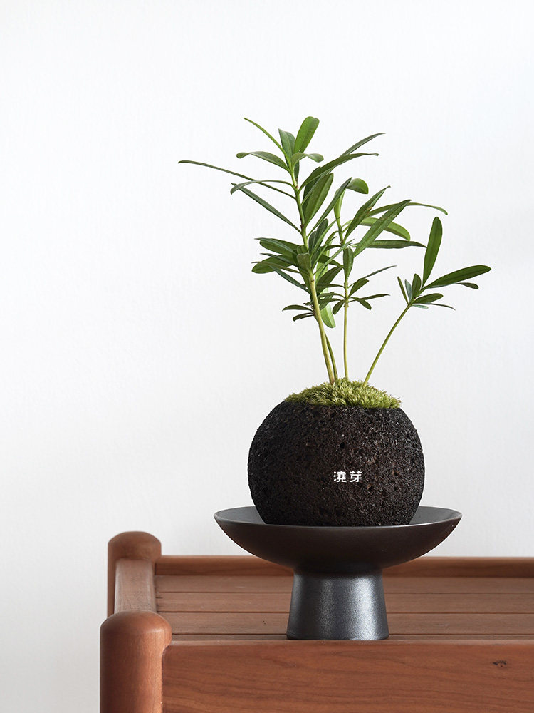 浇芽案头创意绿植苔藓盆景办公茶室日式盆栽绿植