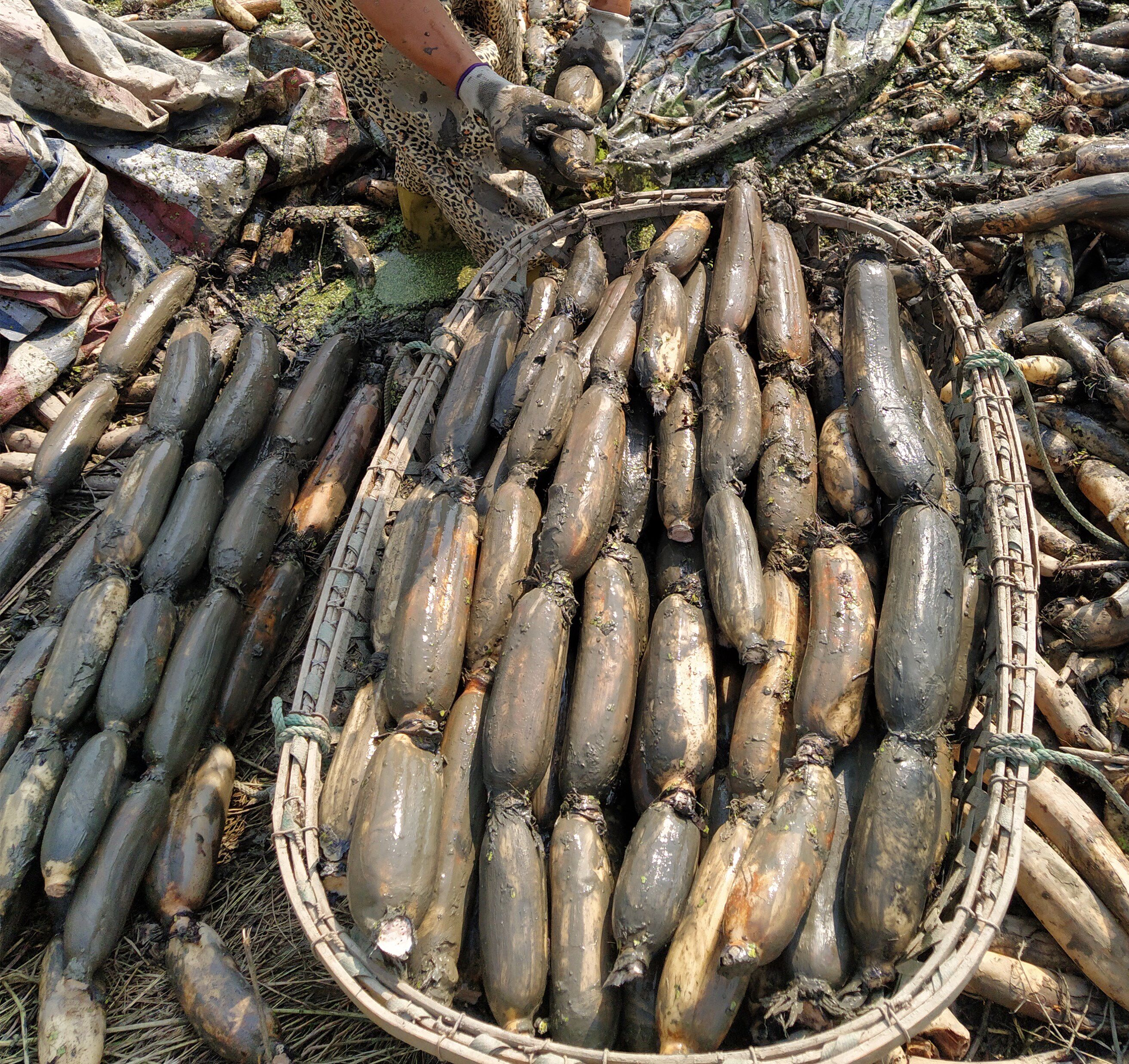 洪湖粉藕新鲜莲藕湖北特产现挖野生煲汤藕面莲藕