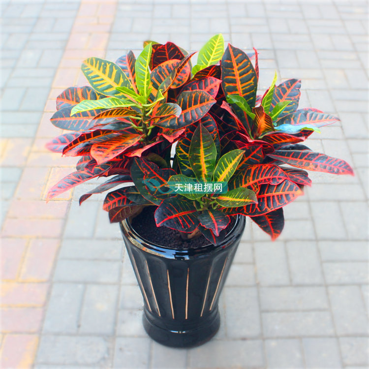 变叶七彩盆栽花卉植物甲醛阳光常绿大型绿植