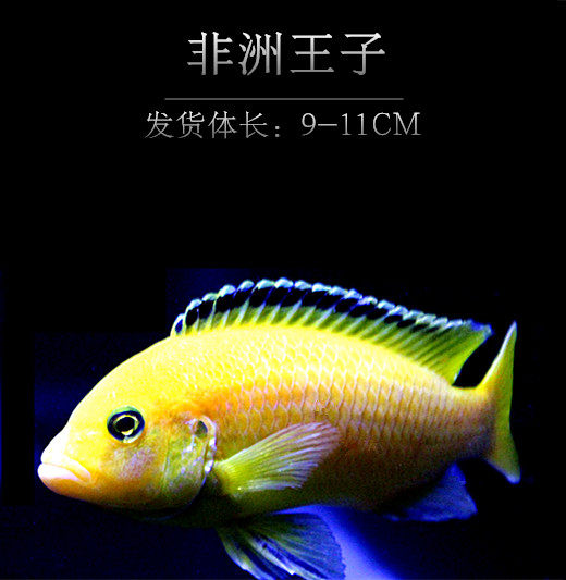 三湖慈鲷活体马鲷鱼热带鱼观赏鱼雪雕十间鱼慈鲷鱼鱼