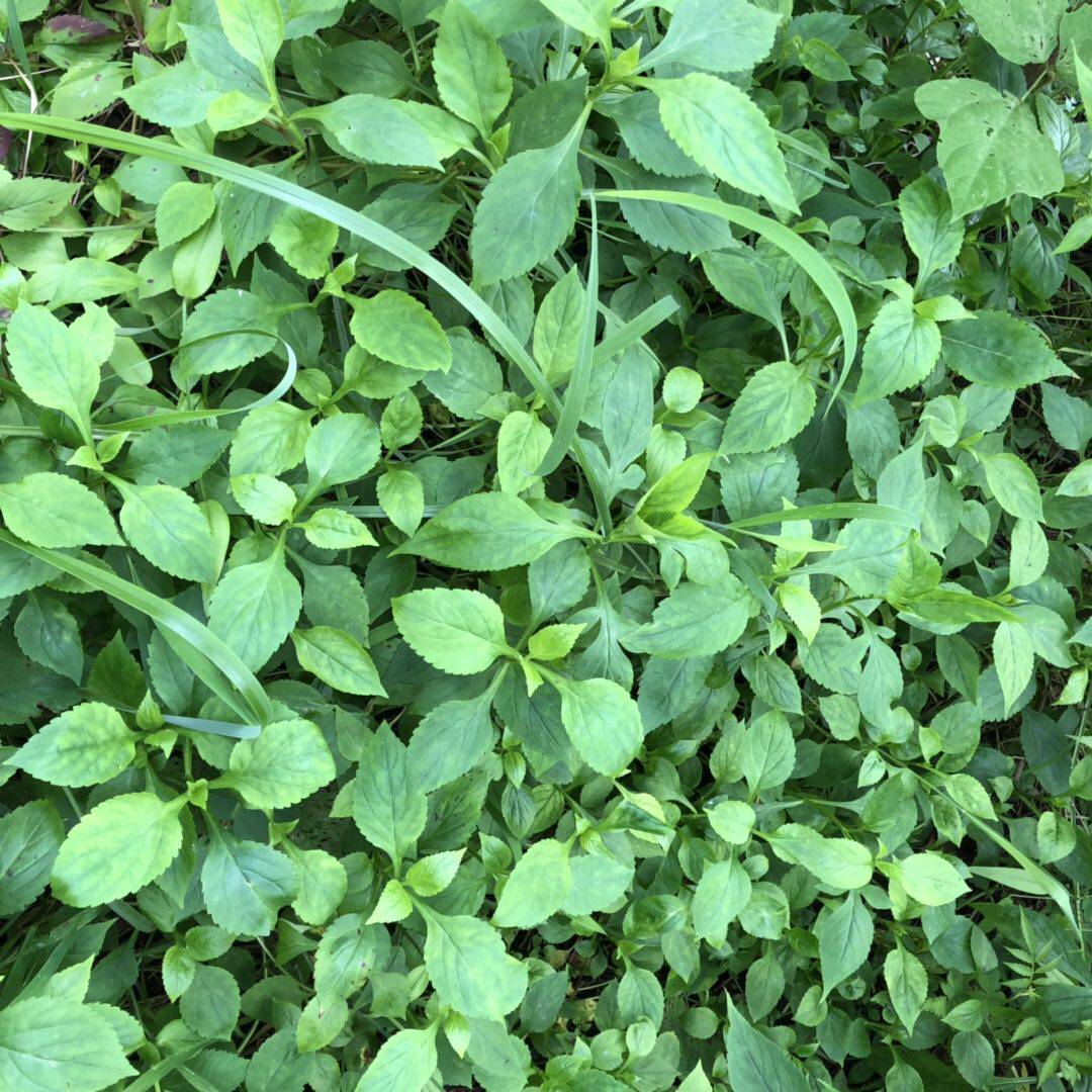 苦菜干 福建野生农家自制新鲜自晒苦抓500克包邮煲汤去火嫩苦斋婆