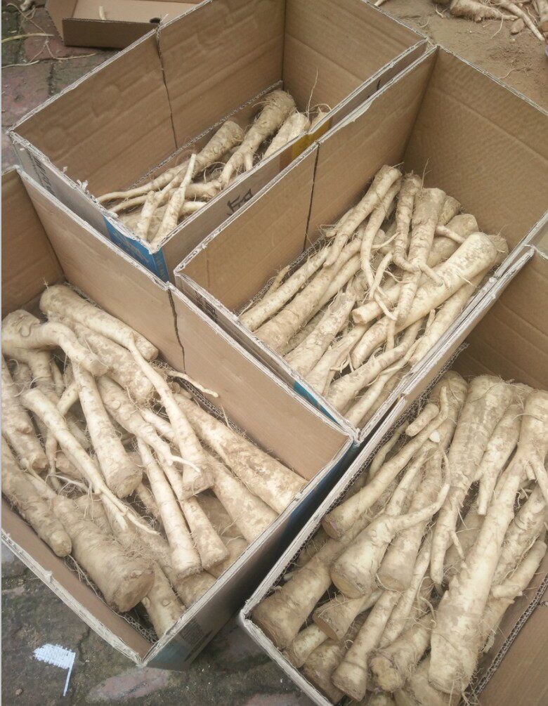 蔓菁新鲜蛮茎本地本地人人参大头菜甜面疙瘩5斤其它