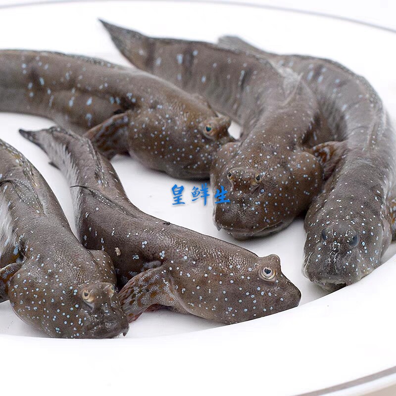 漳州新鲜跳跳鱼滩涂鱼弹涂鱼鲜活海鲜1斤包邮活淡水鱼类
