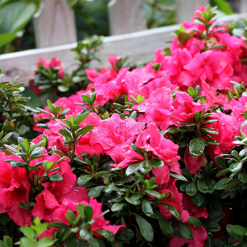 杜鹃花盆栽植物室内带花四季好养常年开花的盆栽花观花植物杜鹃