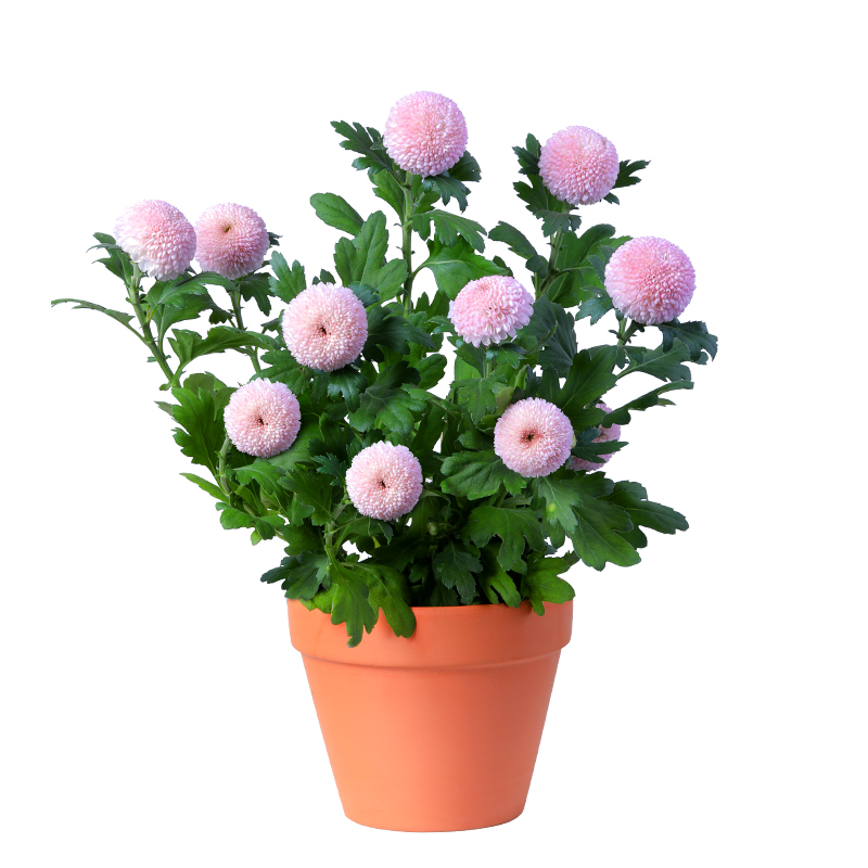 乒乓球菊盆栽重瓣球形菊花苗室内外阳台庭院耐寒花卉秋菊带花苞发