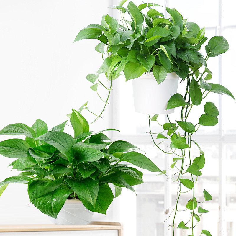 绿萝盆栽植物室内净化空气水培长藤绿萝花卉绿植办公室盆栽大绿箩