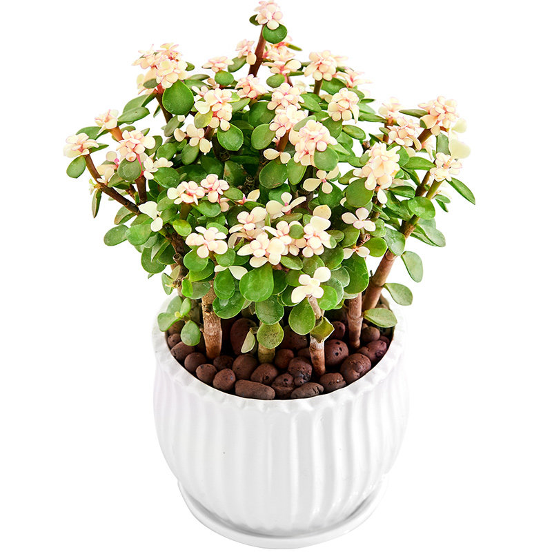 金枝玉叶盆栽植物室内花卉观花植物绿植四季常青雅乐之舞多肉植物