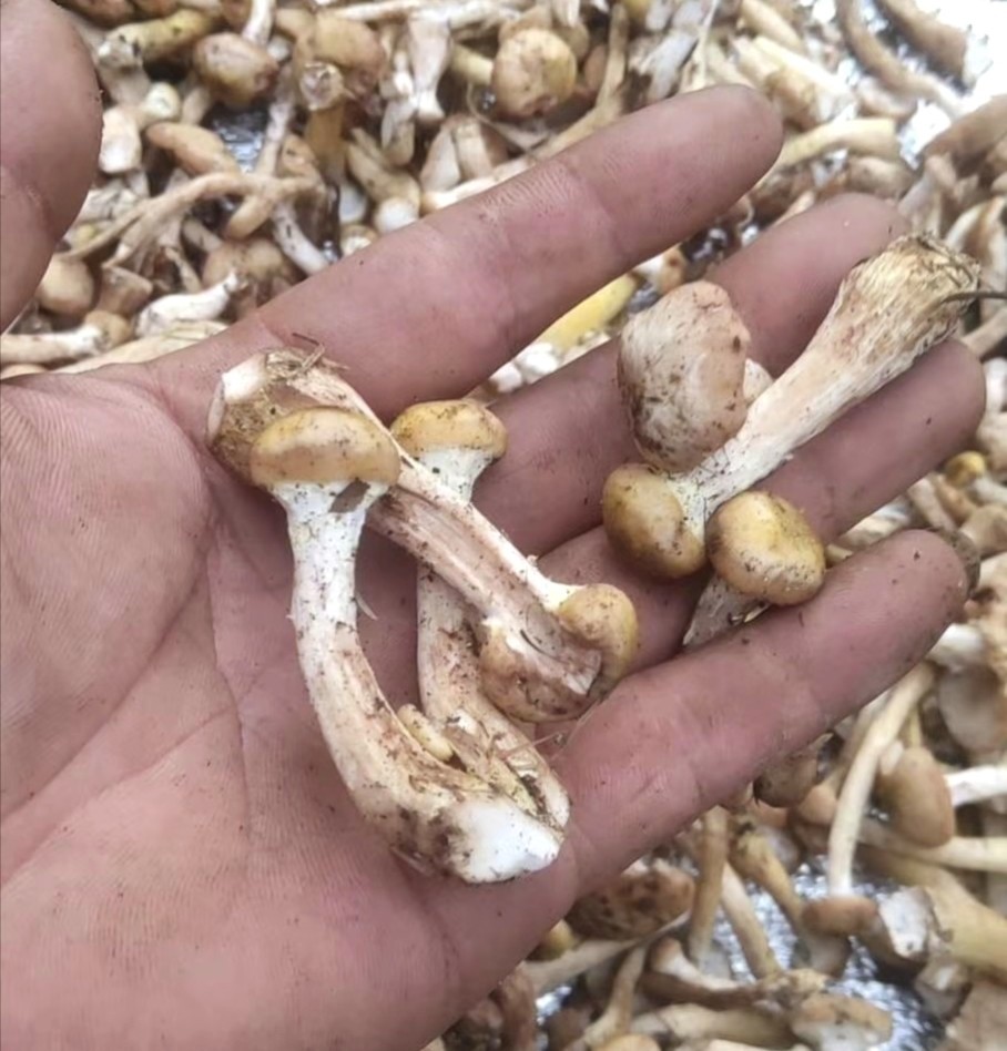 新鲜野生榛蘑鲜货东北特产现采现卖食用菌菇顺丰空运精品鲜蘑菇丁