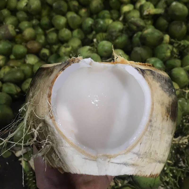 海南青椰子带皮包邮6个装文昌特产新鲜现摘椰青孕妇水果天然饮料-mc母