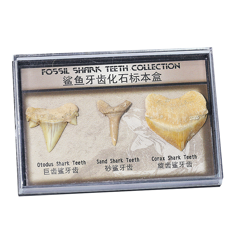 天然摩洛哥产三种鲨鱼牙齿化石巨齿鲨海洋生物古生物旋齿鲨化石 爱