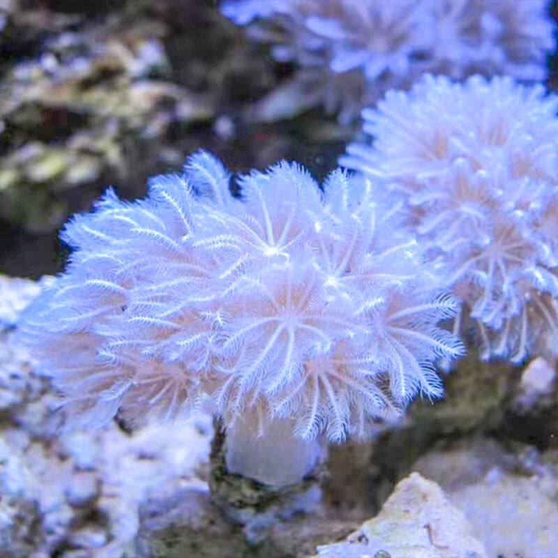 珊瑚千手白鬼爪鬼爪开合合花伞闪活体澳洲日本其它水族宠物