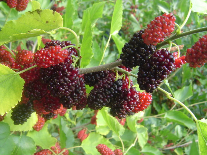 桂花蜜果桑苗果桑树苗南北方种植高甜度桑葚苗大十桑树苗包对版