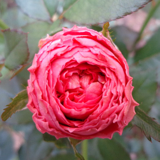 豁新新品灌木月季我爱你欧月花苗花卉