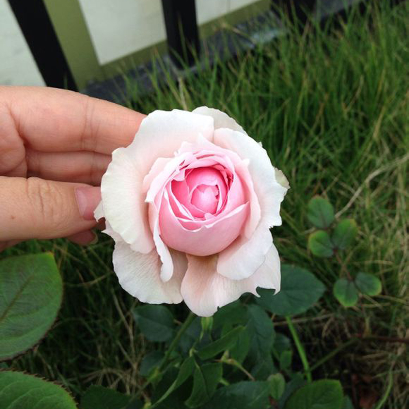 月季豁新藤本月季苏维尔维尔西尼爬藤多花苗大月季花时令草本花卉