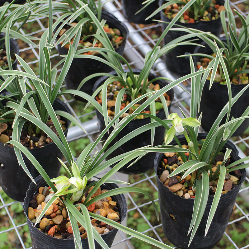 青轩 春兰雪山天草 细叶金边矮种兰花苗冬春带花苞 四季植物盆栽