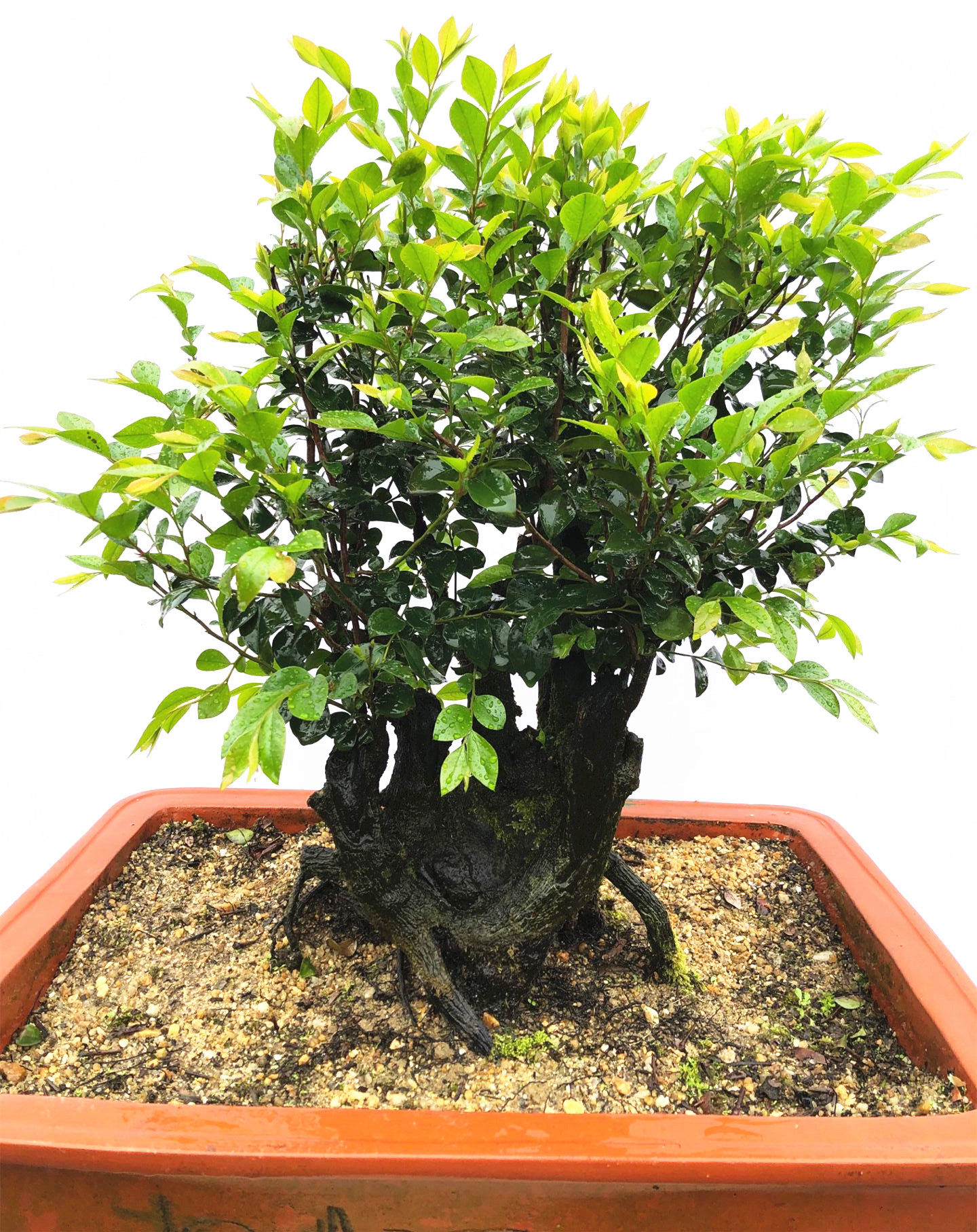 名贵小叶紫檀盆景树桩客厅植物室内花卉绿植绿植