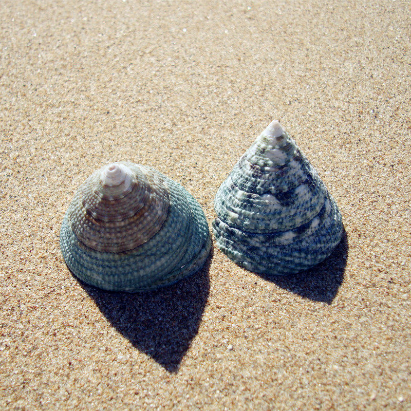 斑马马蹄海螺贝壳收藏鱼缸水族装饰淘宝拍摄海螺