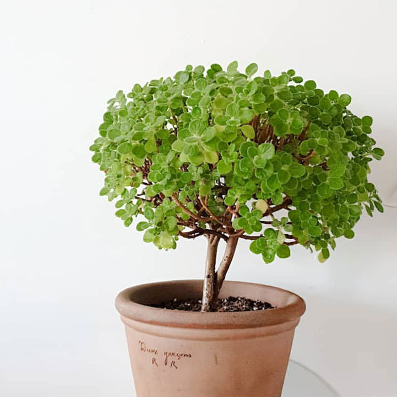 碰碰香小苗阳台植物一抹香摸摸香有香味室内净化空气绿植