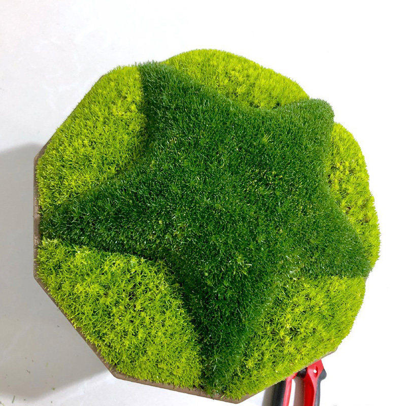 爱尔兰苔藓珍珠花苗盆栽植物绿植园艺四季开花不断时令草本花卉