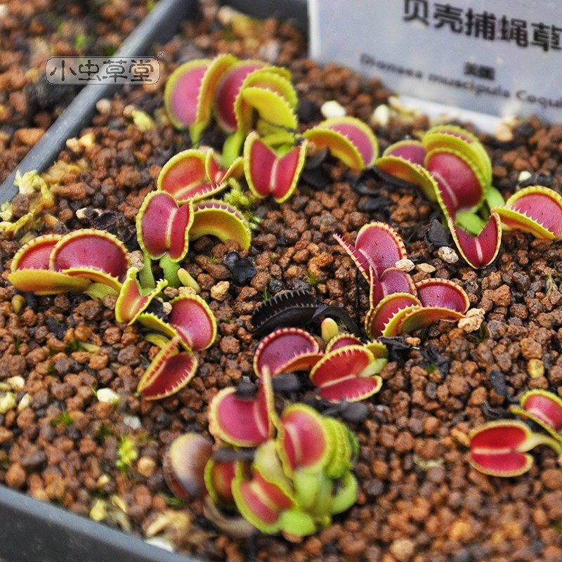 贝壳捕蝇草变异小虫草堂苗盆栽花卉食虫草稀有品种