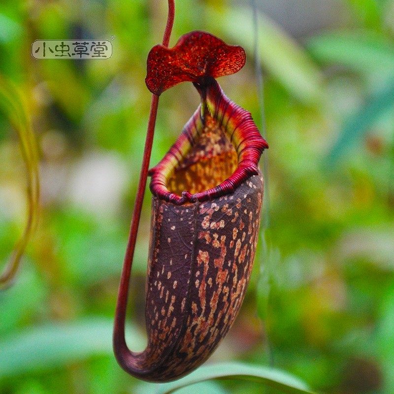 辛布亚x显目猪笼草小虫草堂食虫植物盆栽食人花卉食肉植物食虫草